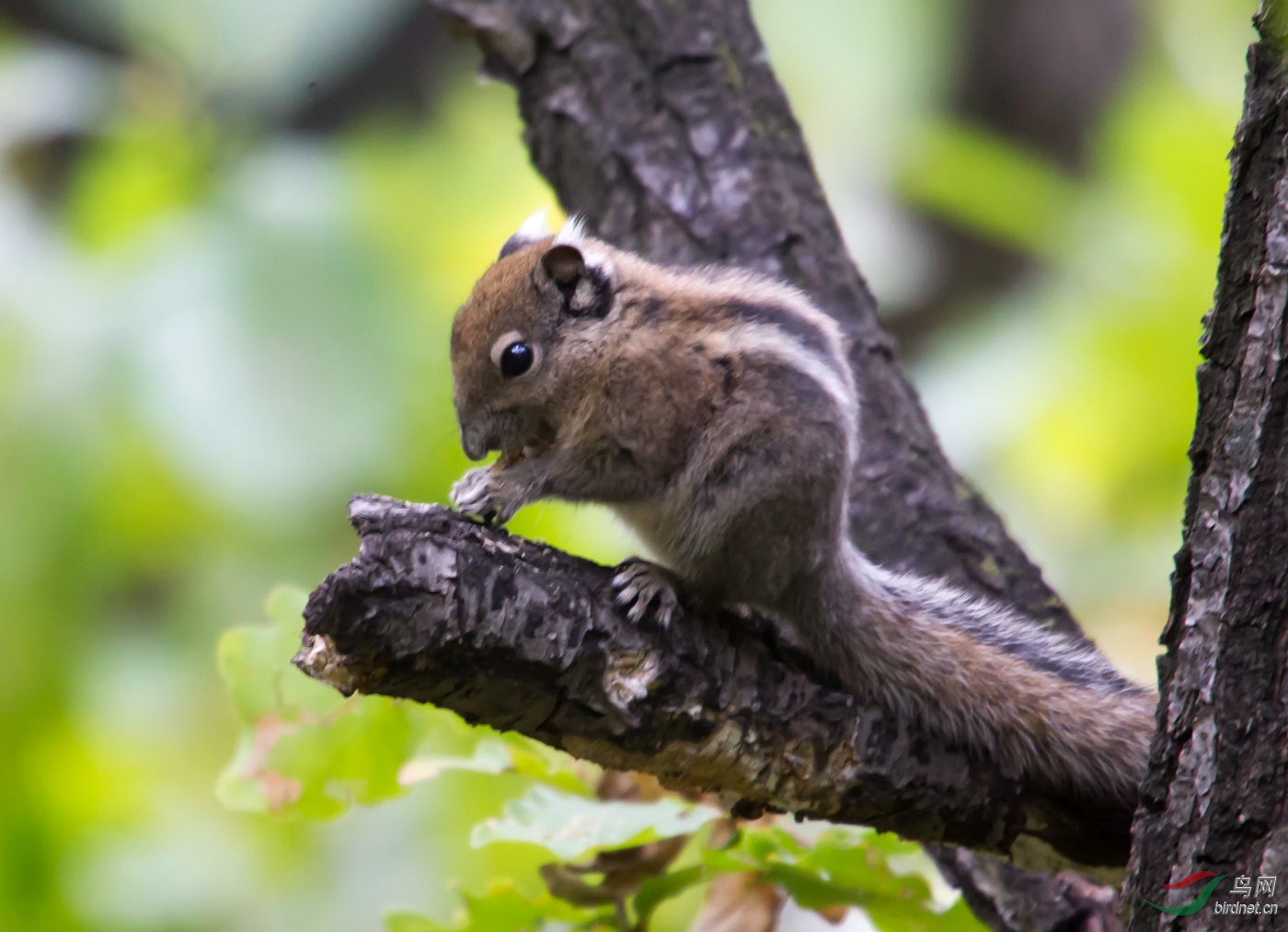 百花山上的松鼠