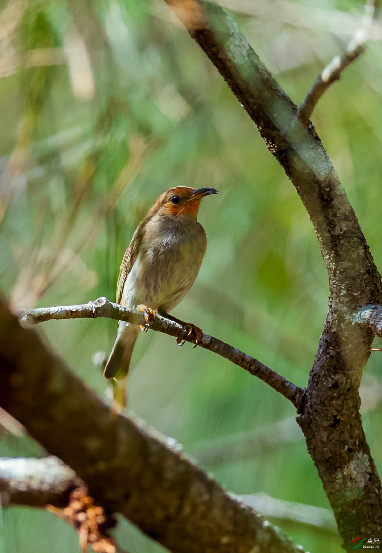 绯红摄蜜鸟吃虫虫