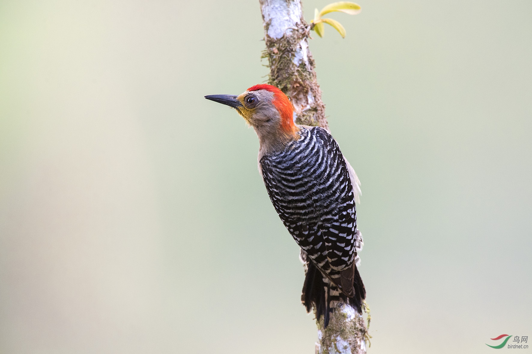 祝贺上海眯眯眼荣任上海版版主