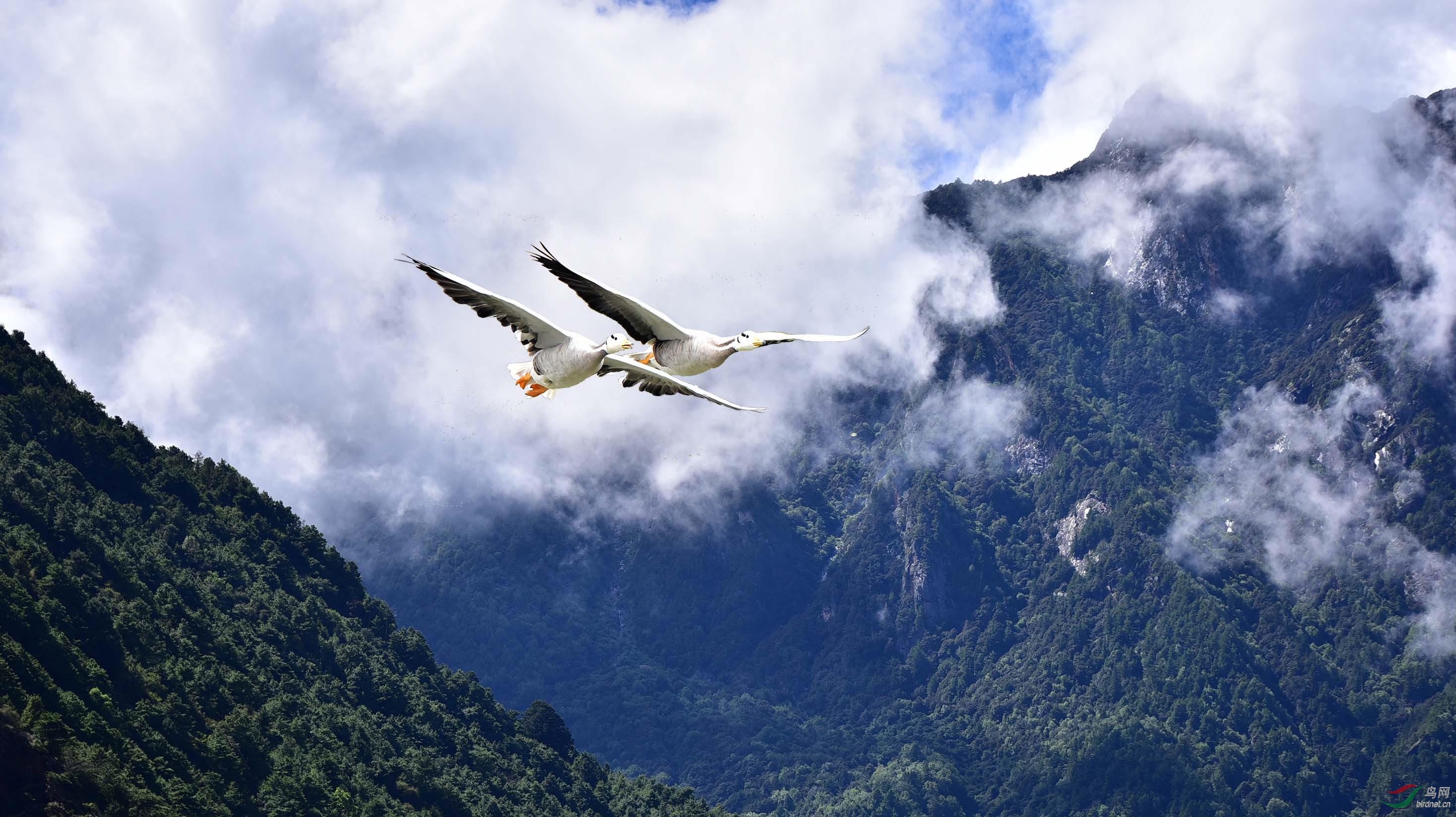 高飞之最斑头雁