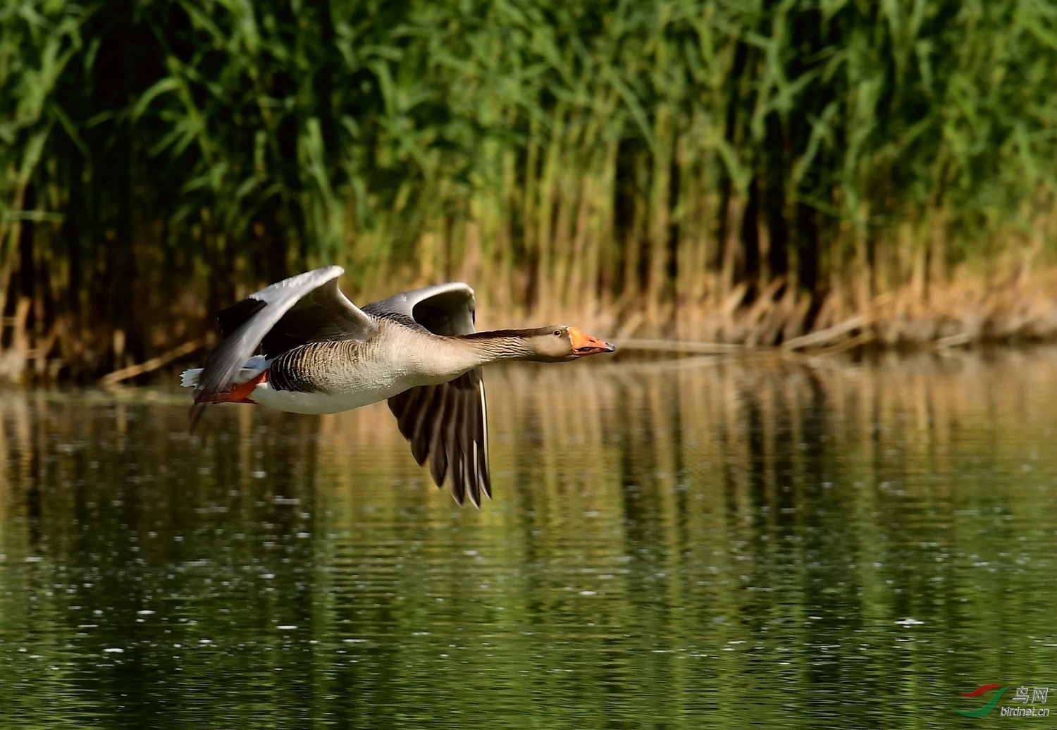 大雁飞过洼里湖