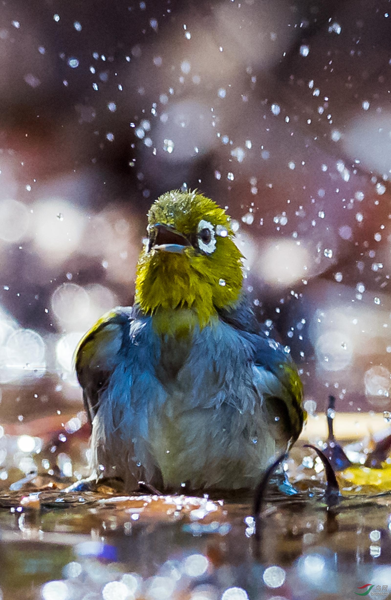 1600_2452竖版 竖屏