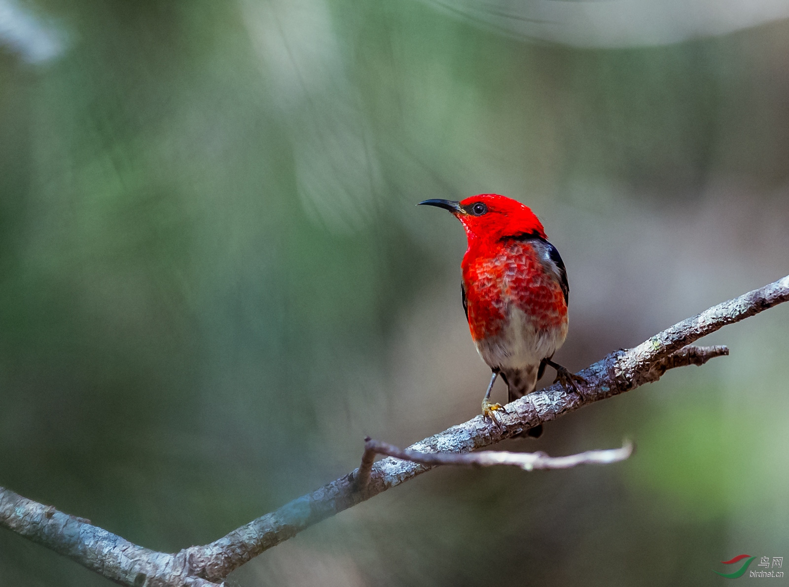 澳洲特有鸟种绯红摄蜜鸟雄