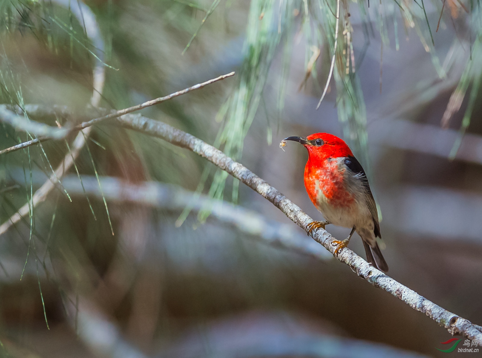 澳洲特有鸟种绯红摄蜜鸟吃虫图雄2