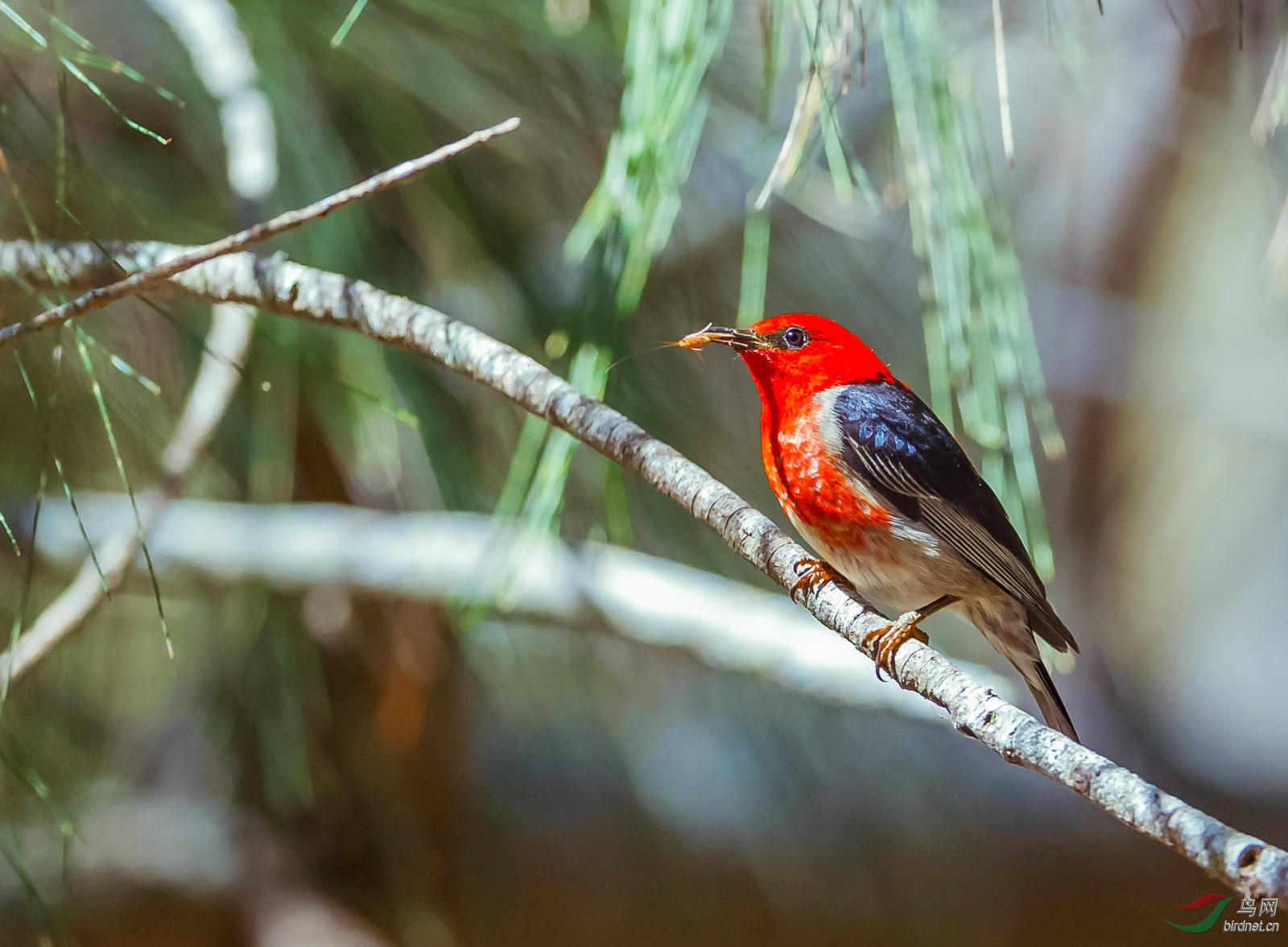 澳洲特有鸟种:绯红摄蜜鸟吃虫图(雄)5