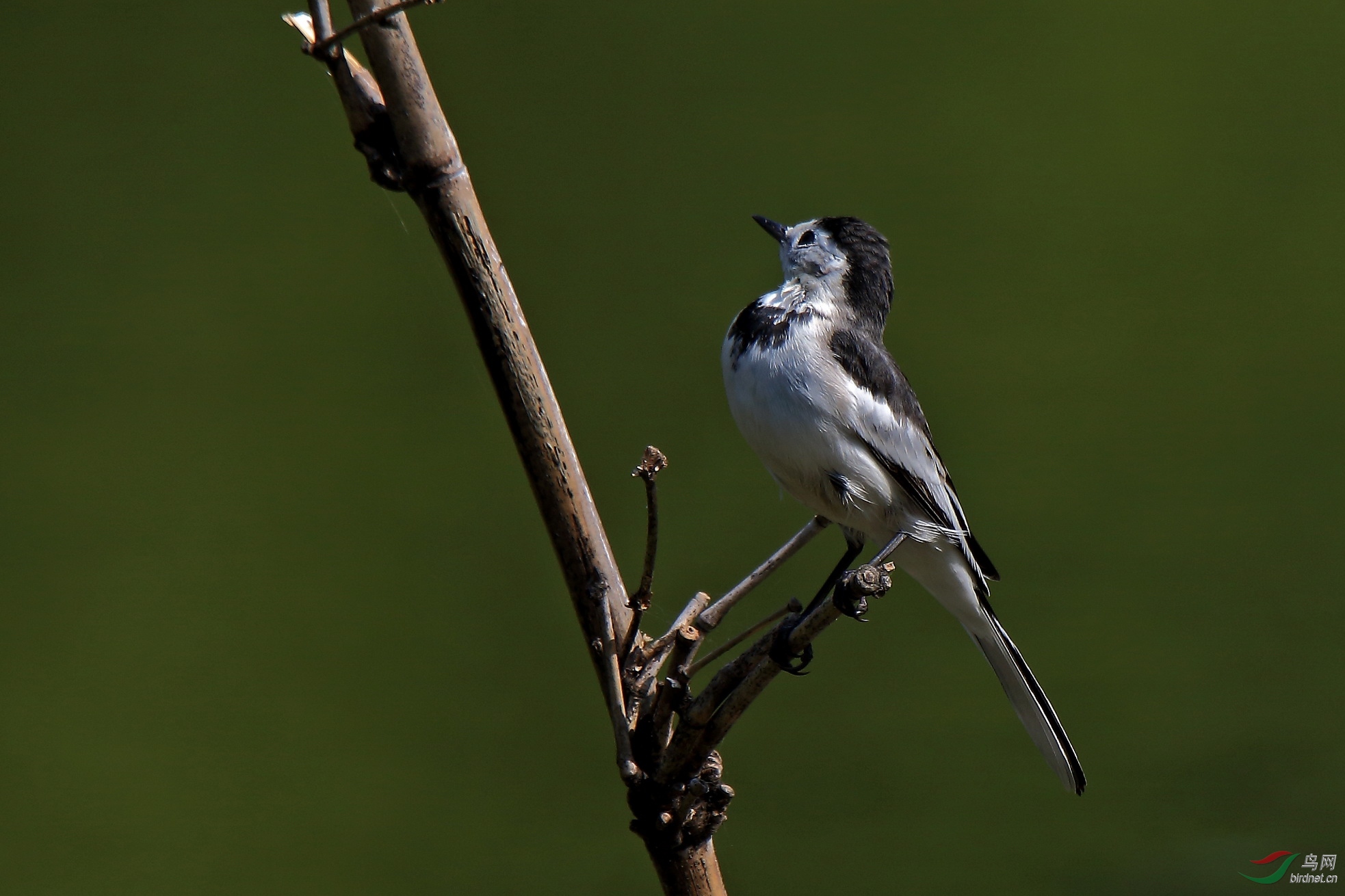 一组呆萌的白脊 