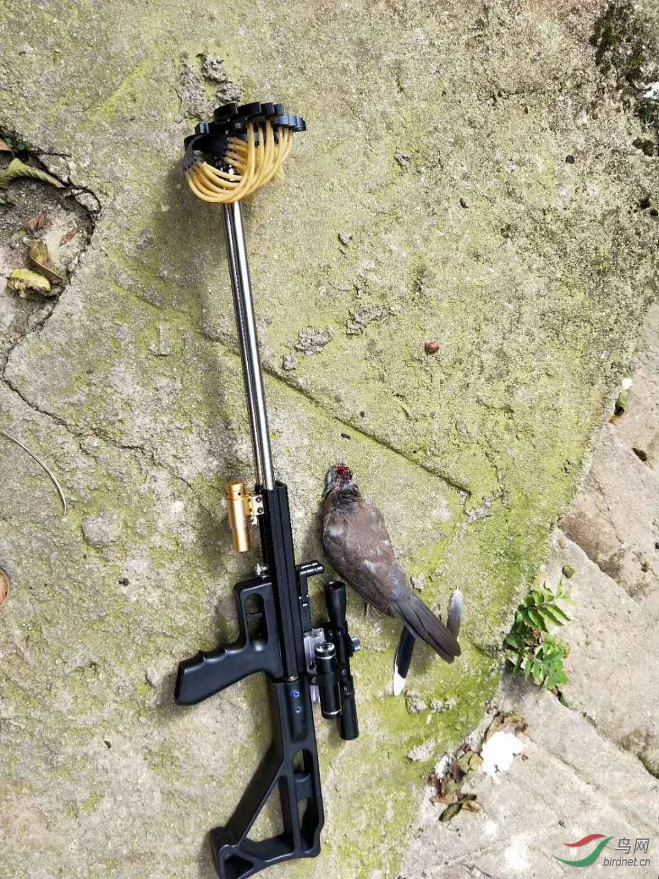 强烈谴责 弹弓打鸟 触目惊心