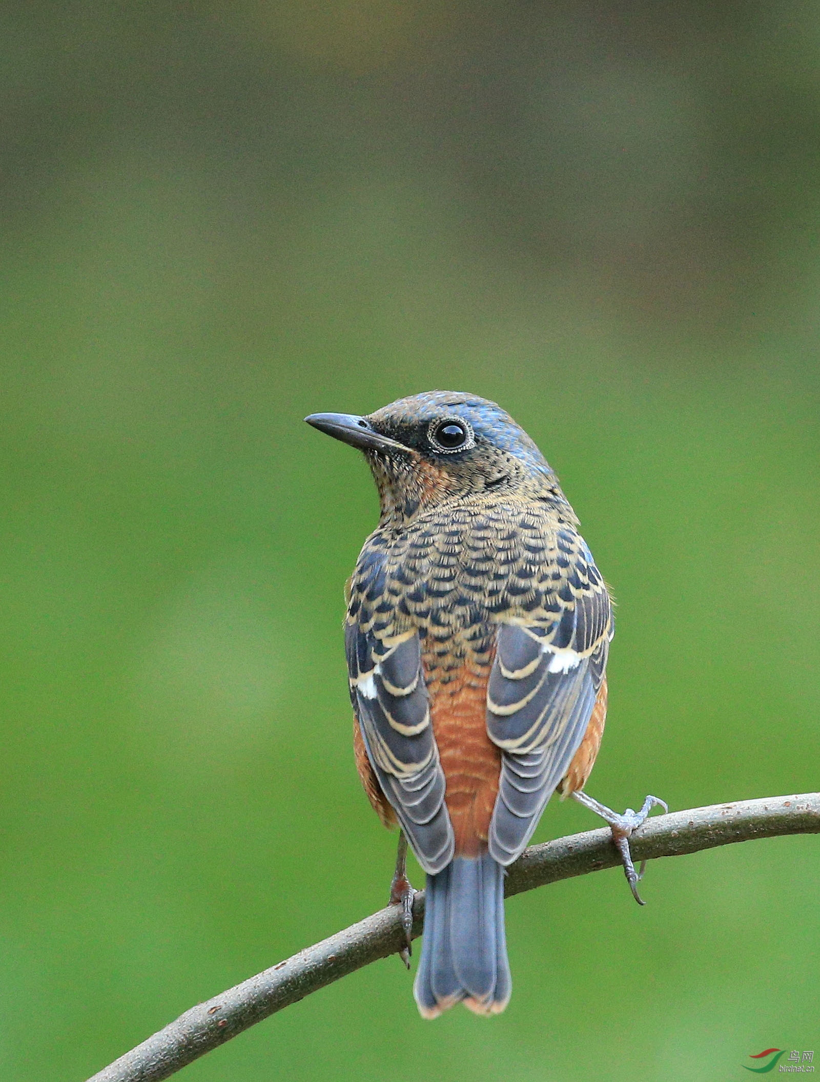 白喉矶鸫(雄)-北京动物园