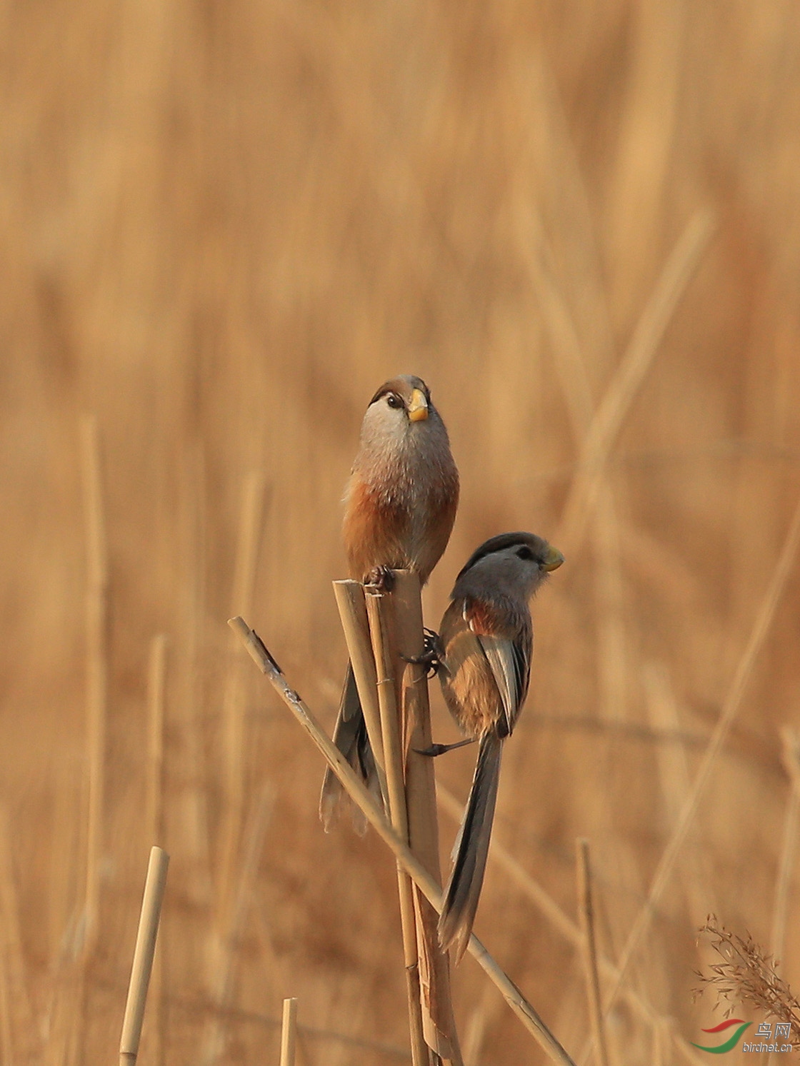[林鸟] 震旦鸦雀--宛平湖