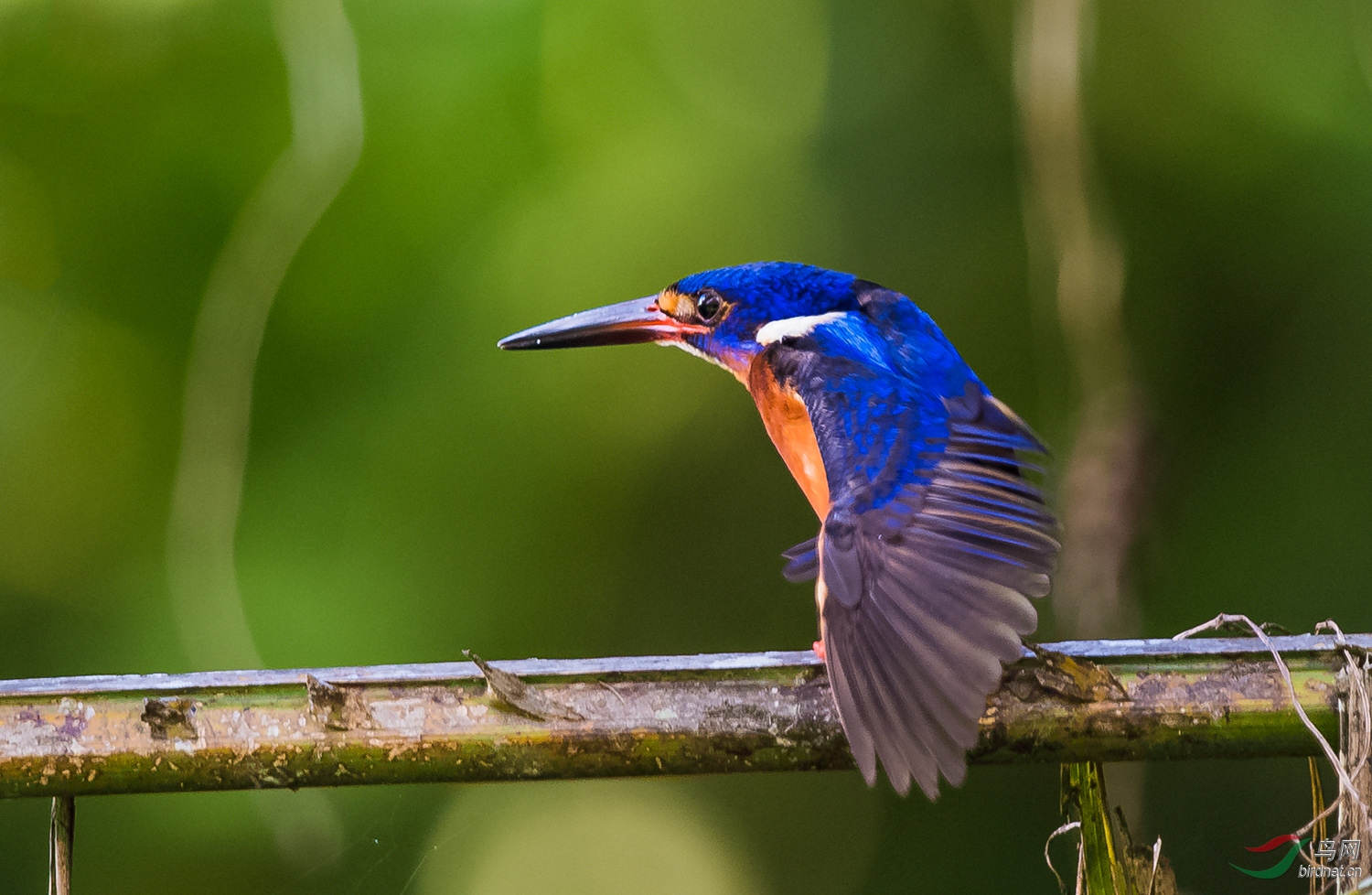 撑个懒腰蓝耳翠鸟