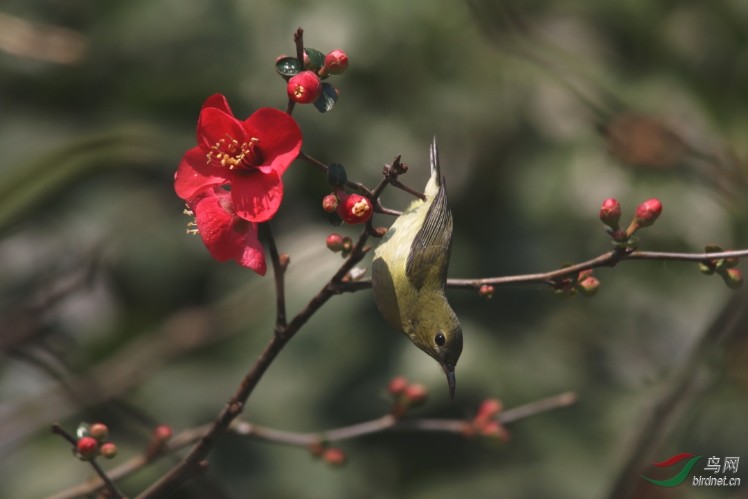 花鳥圖