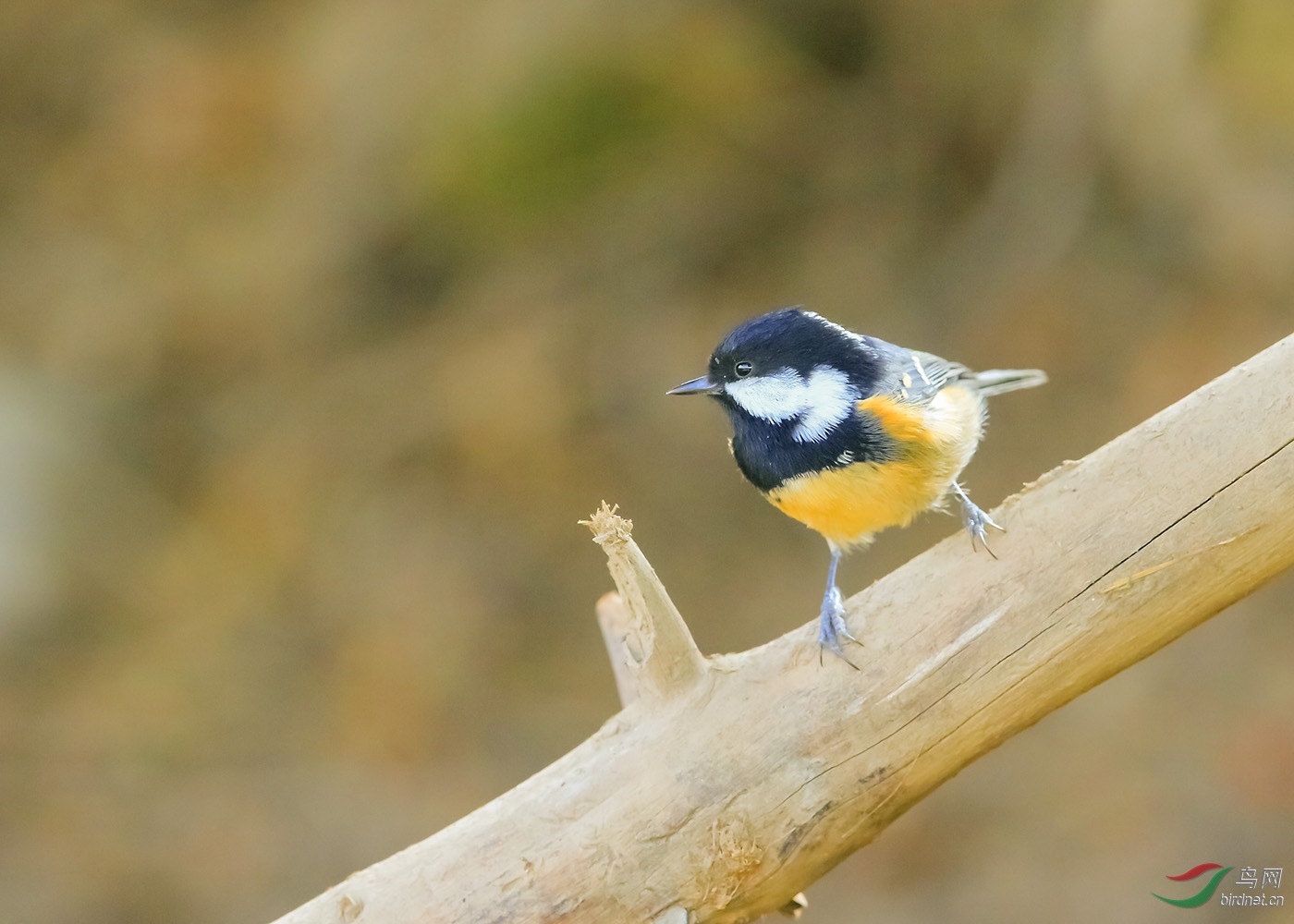 煤山雀新疆天山亚种