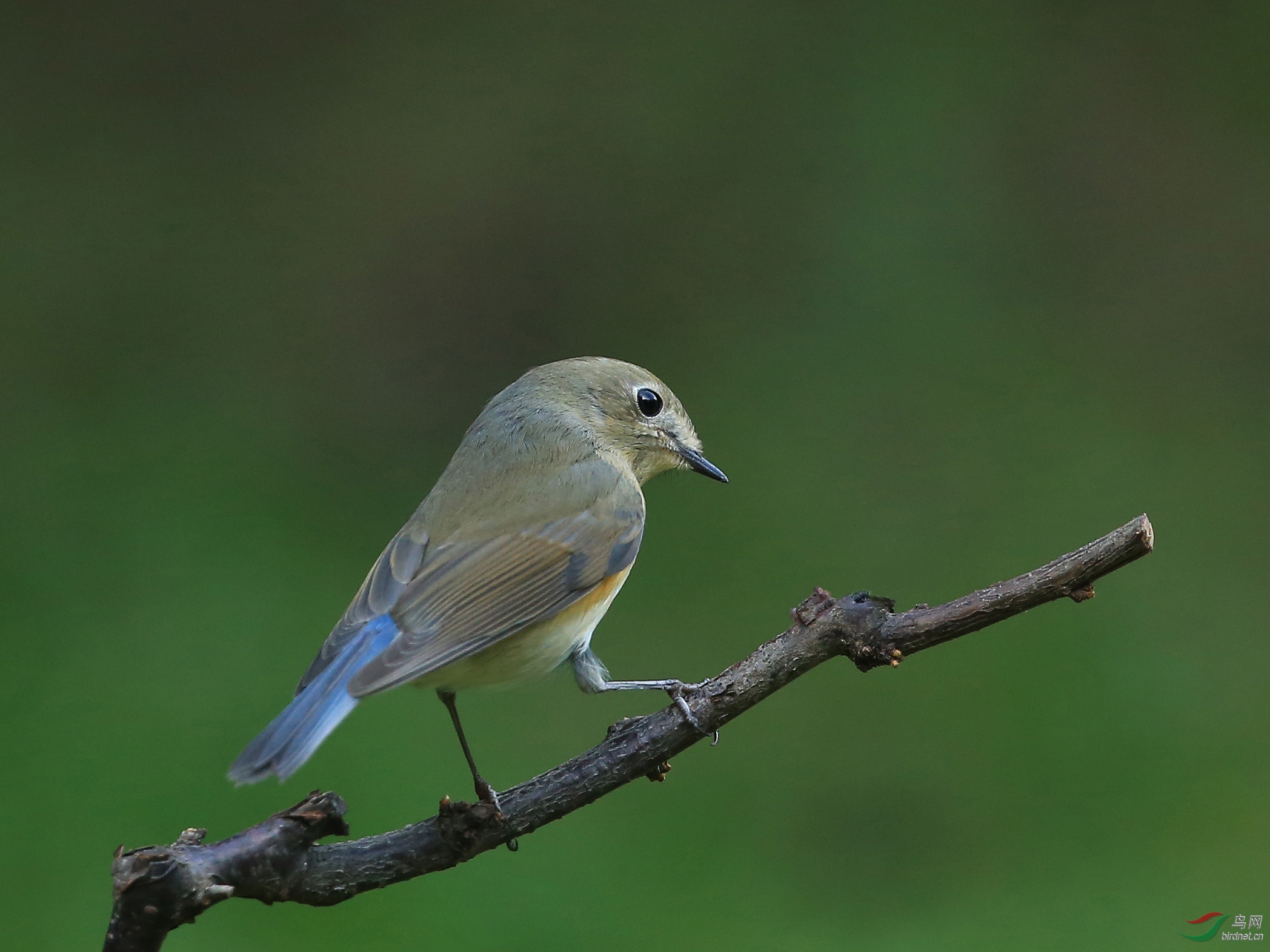 [林鸟] 红胁蓝尾鸲(雌雄)--北京动物园