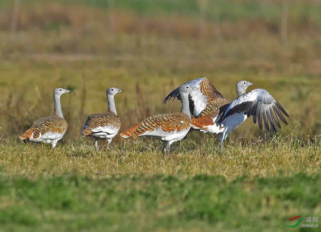 国家一级保护动物大鸨