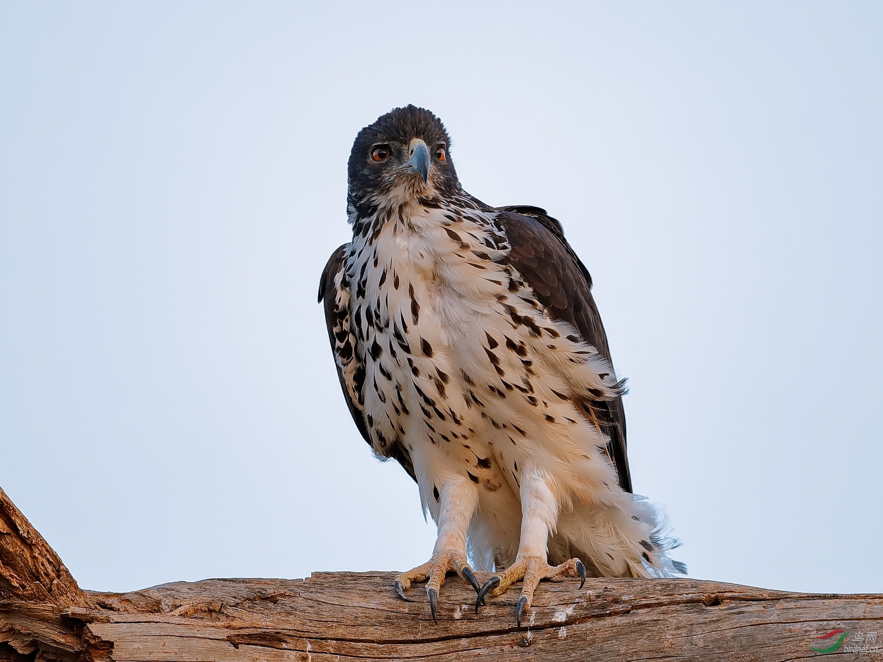 难得一见非洲隼雕