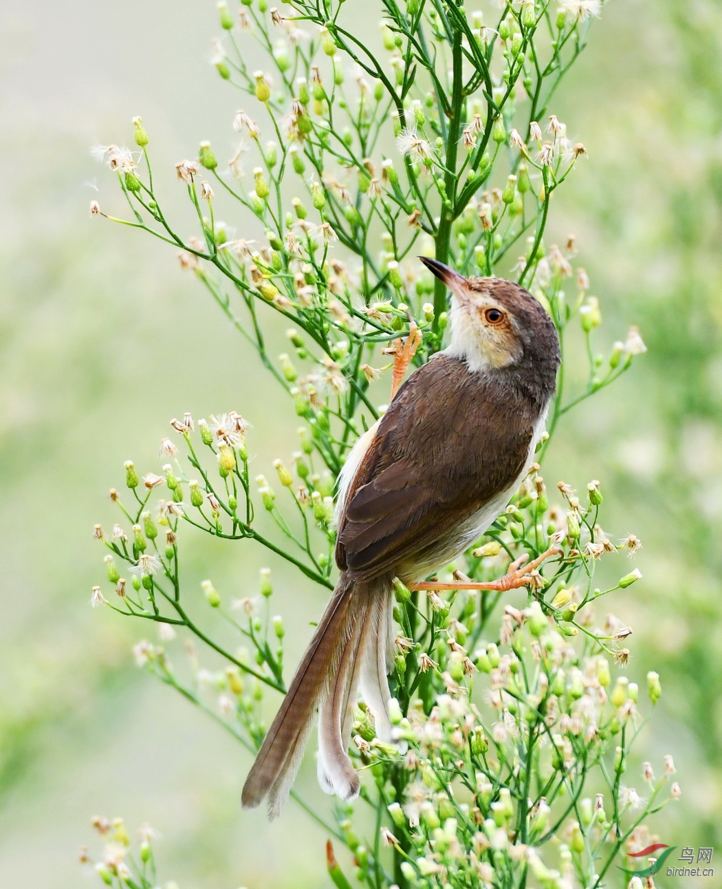 小花丛中的鹪莺