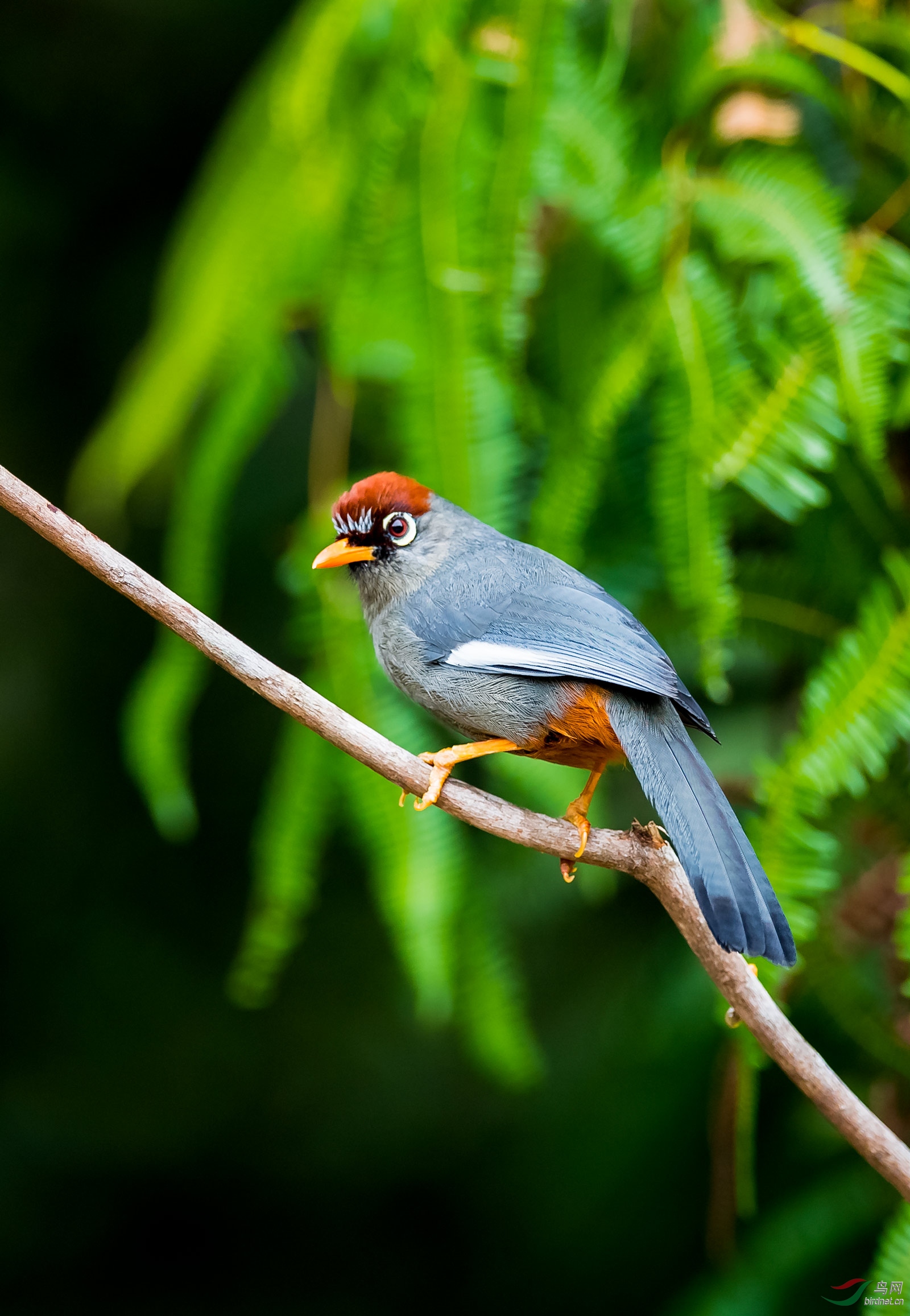 乖巧的栗头噪鹛