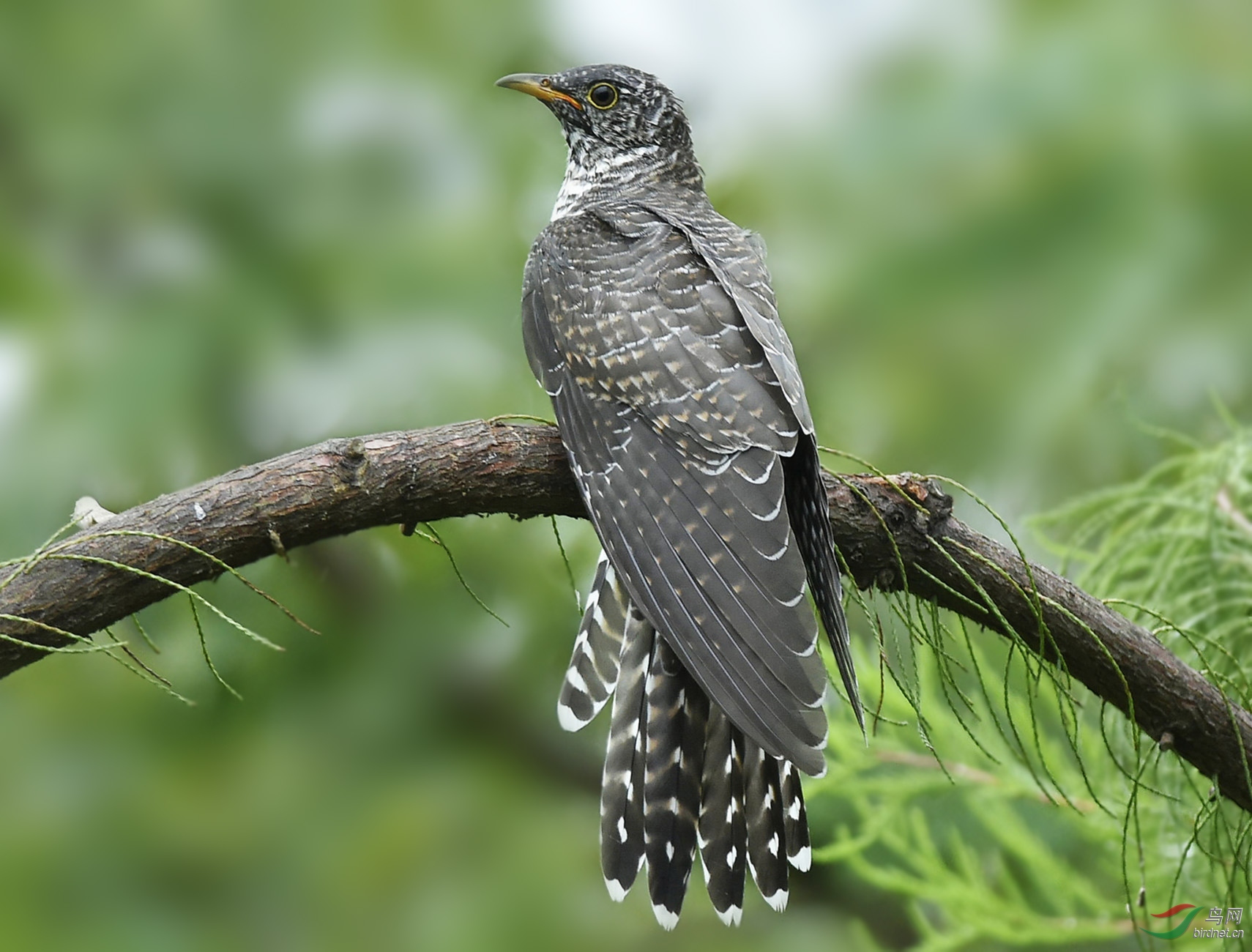 惭愧第一次拍到小杜鹃