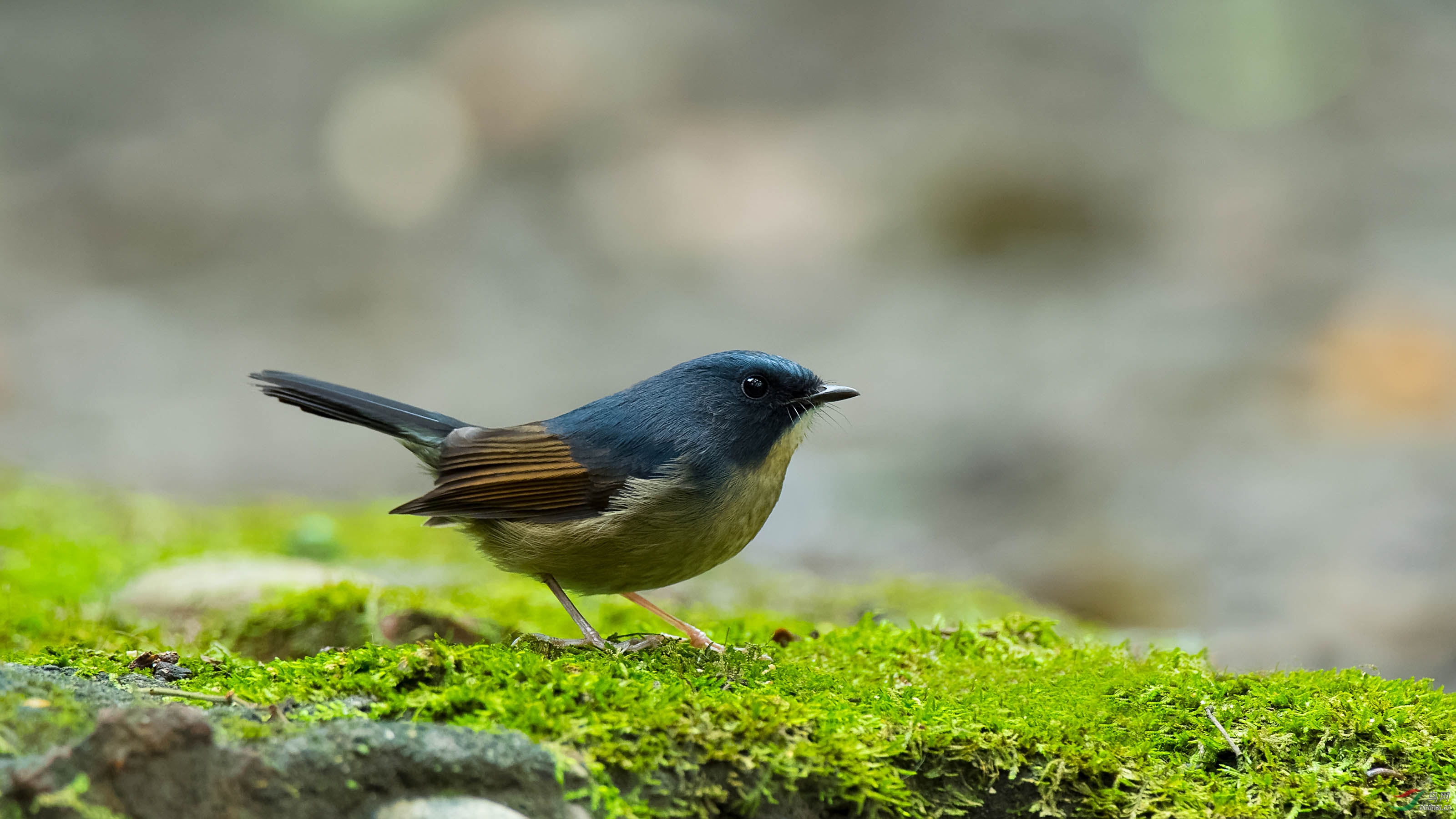 川大的灰蓝姬鹟