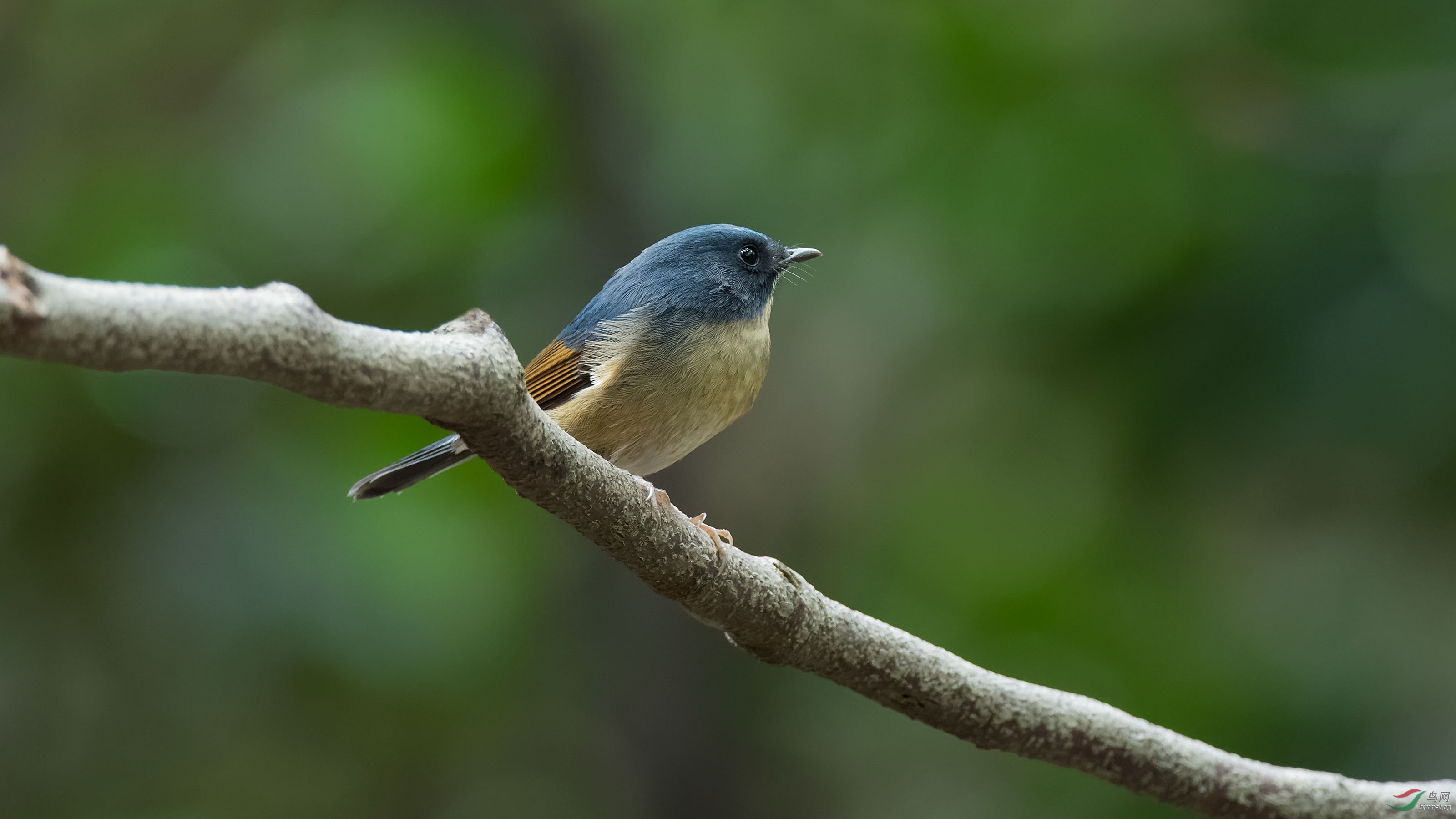 川大的灰蓝姬鹟