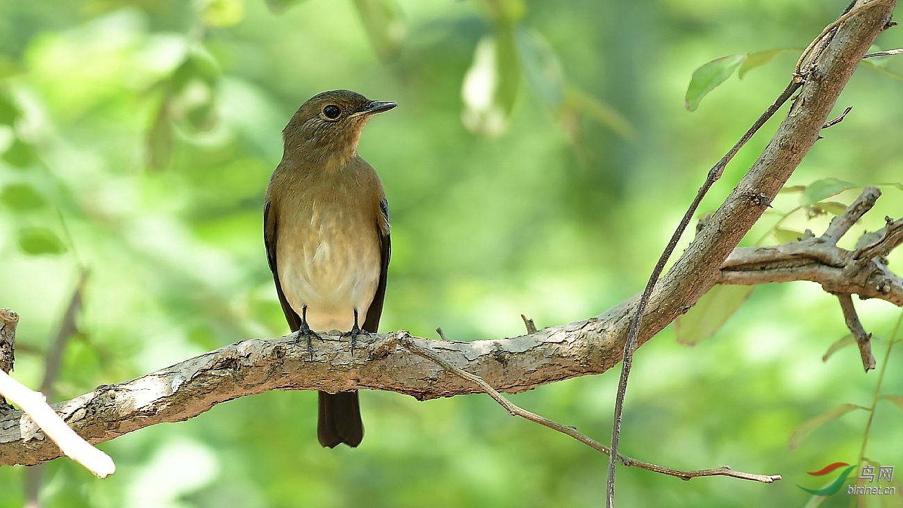 过路鸟支持新疆版12