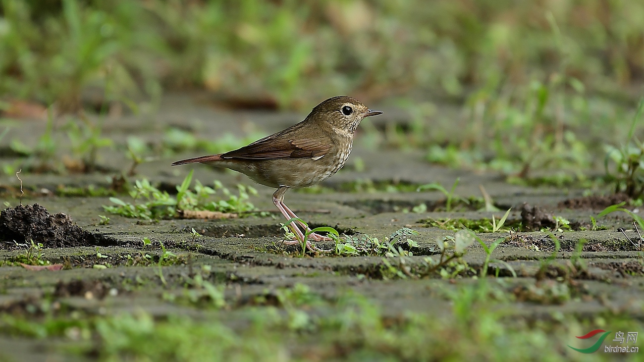 过路鸟支持新疆版14