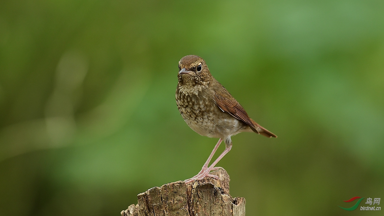 过路鸟支持新疆版15