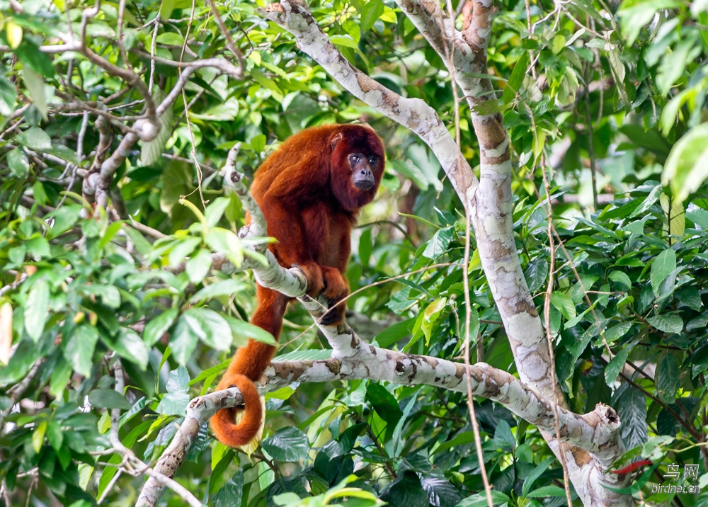 密林深处的红吼猴