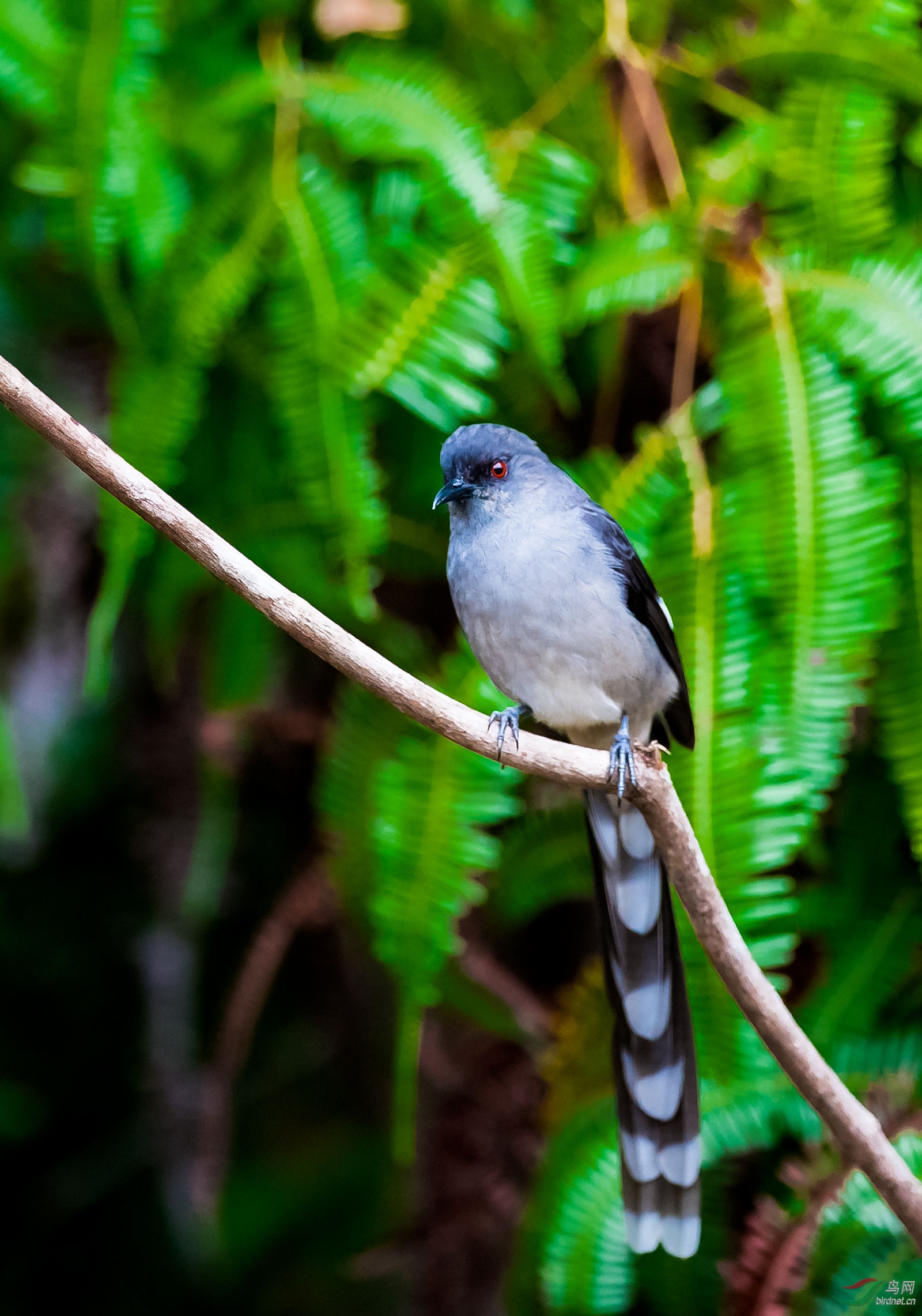 帅气的长尾奇鹛