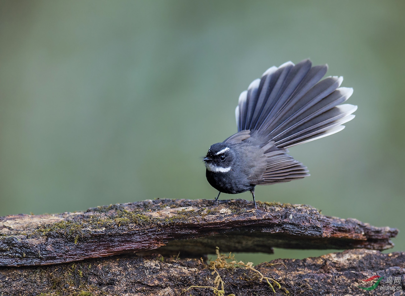 白喉扇尾鹟