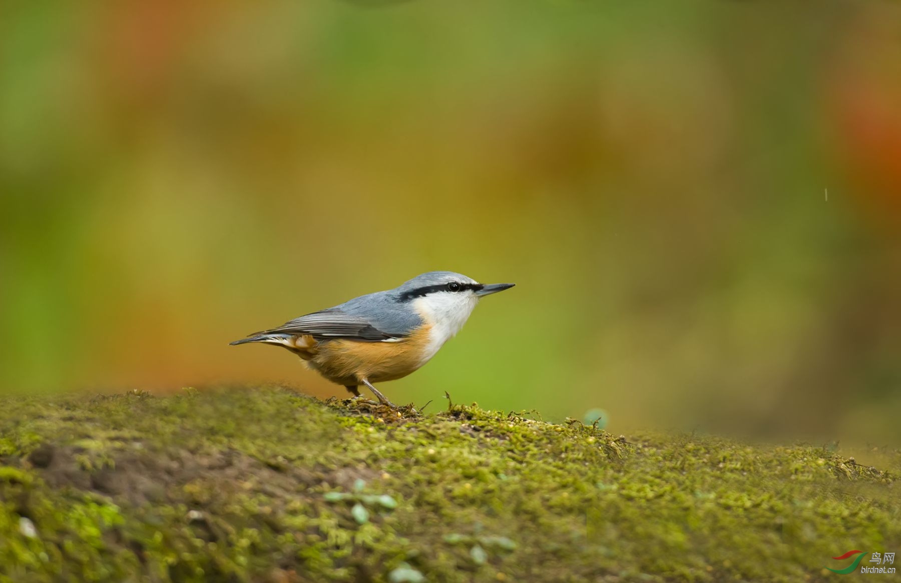 一组林鸟落地版