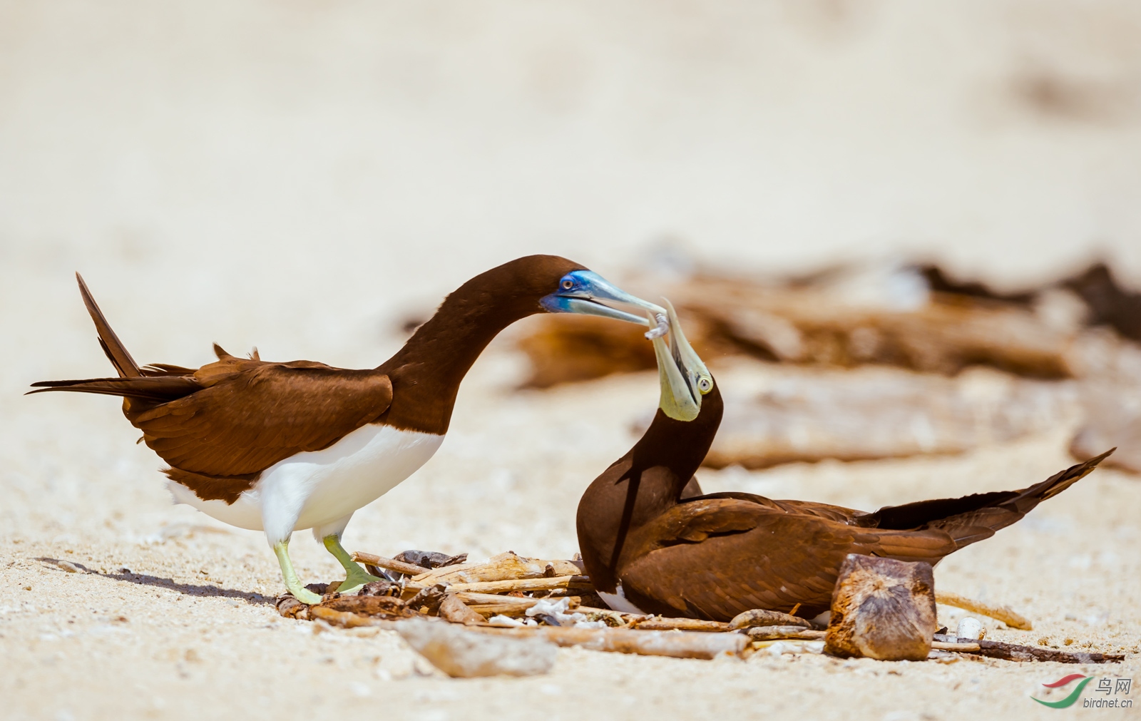 共筑家园褐色鲣鸟