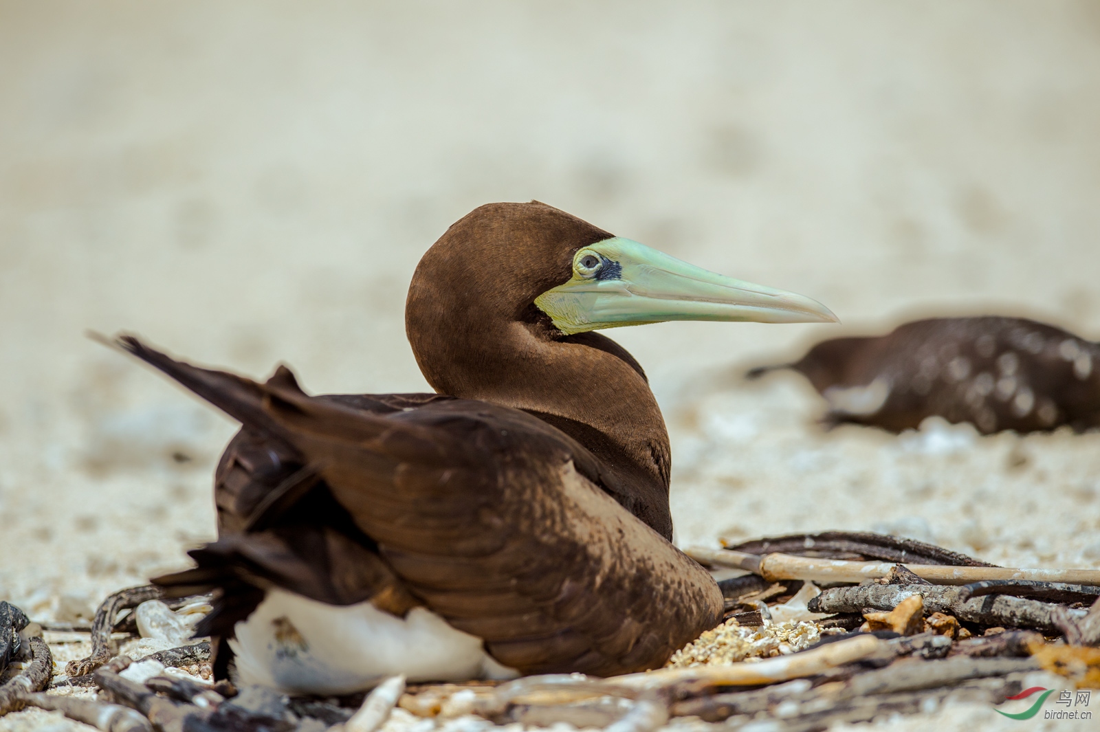 看家褐色鲣鸟澳洲生态防护网外拍摄