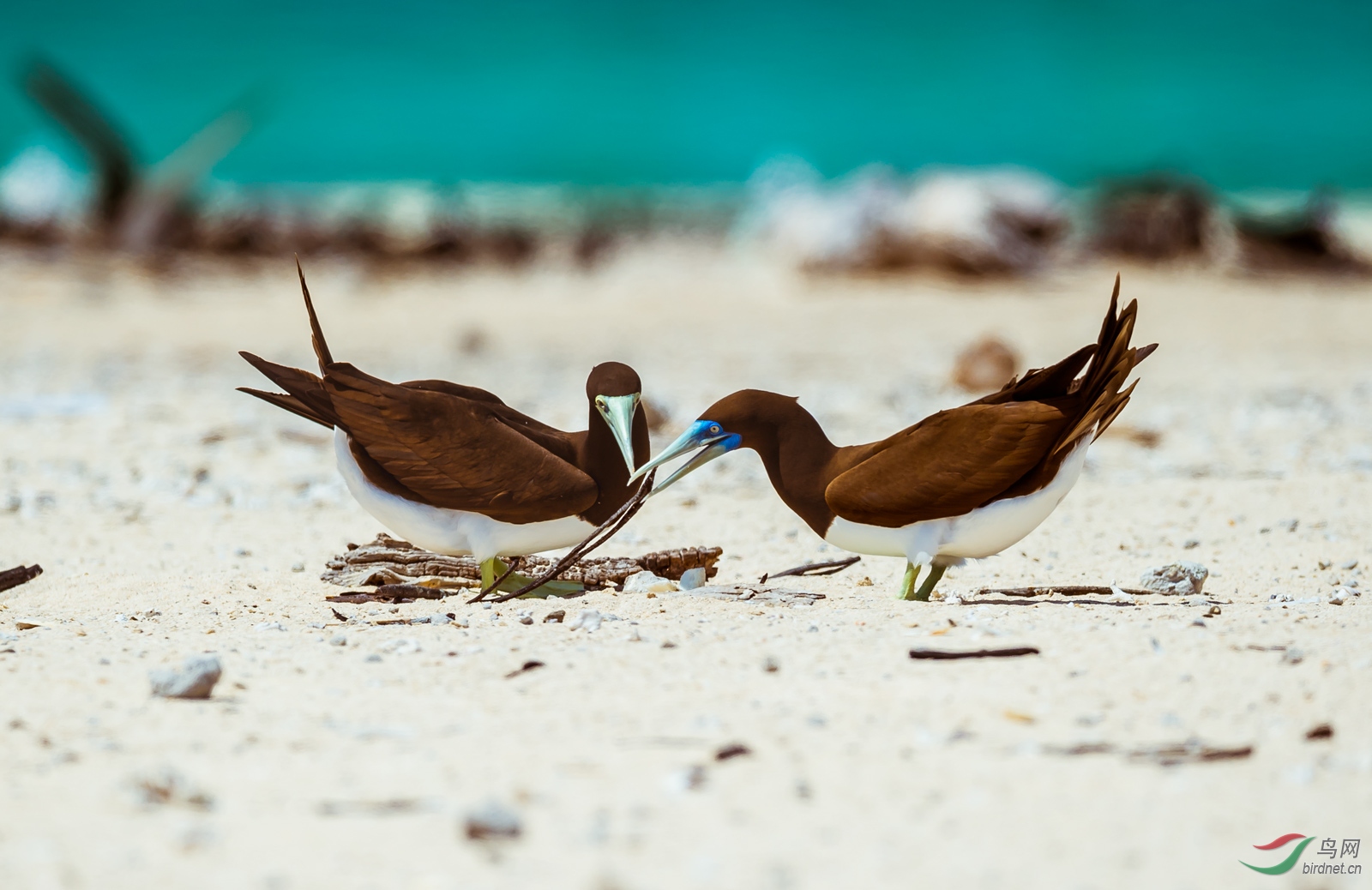 共筑家园2褐色鲣鸟