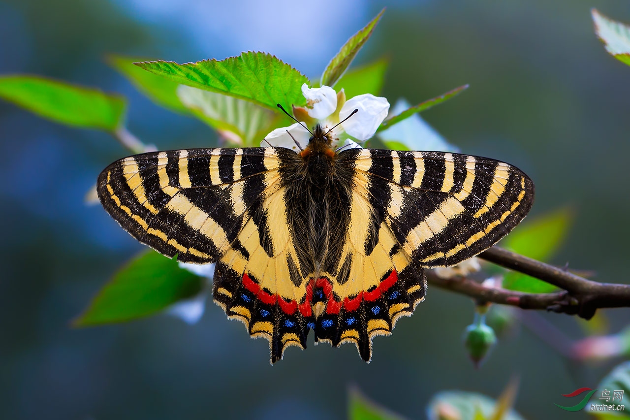 中华虎凤蝶国一级保护动物