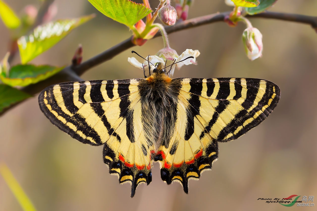 中华虎凤蝶国一级保护动物