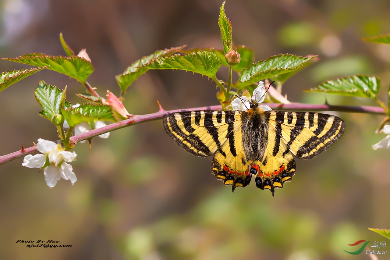中华虎凤蝶国一级保护动物