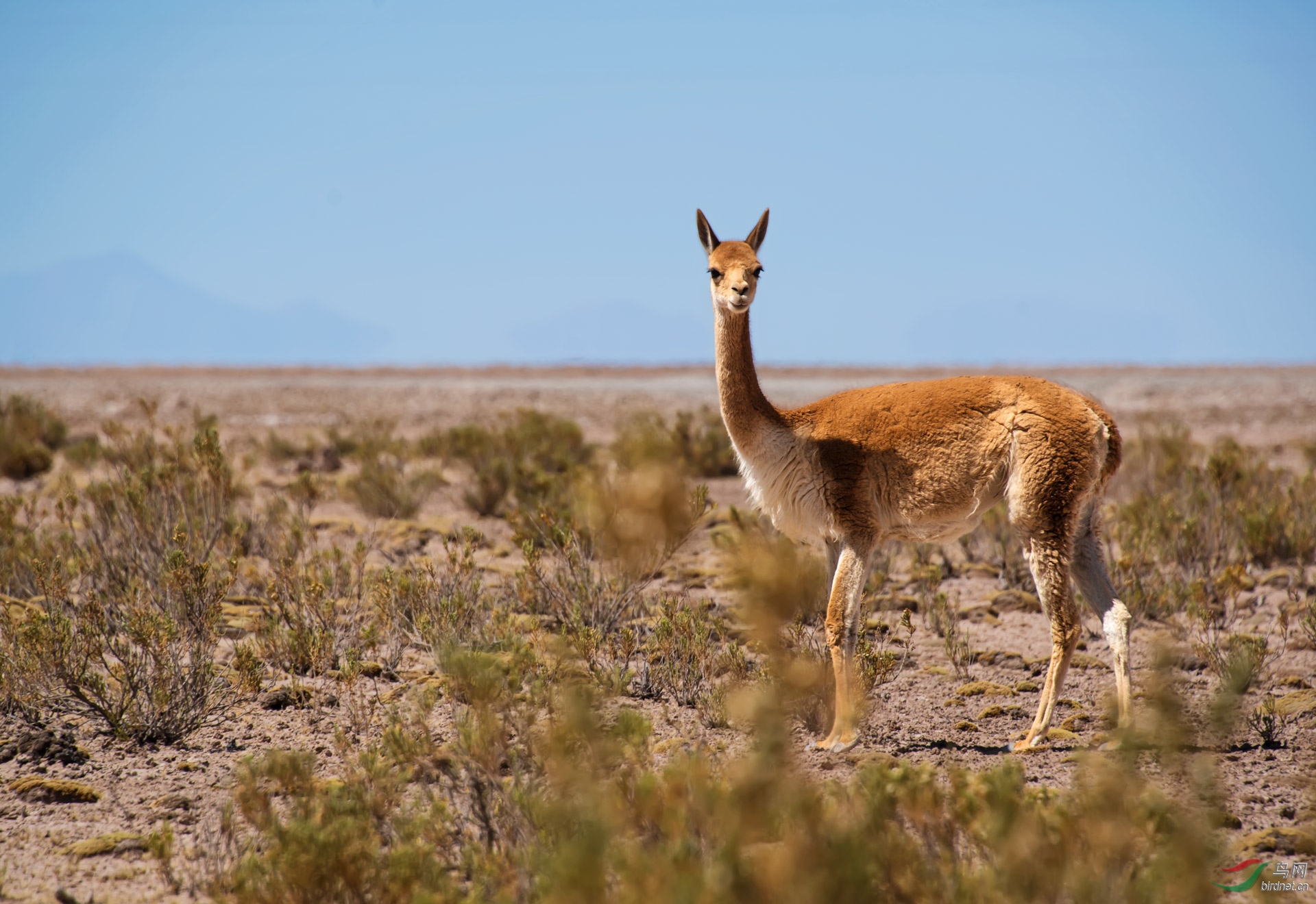 安第斯山野生原驼～～贺图获【首页野生动物每日精华】