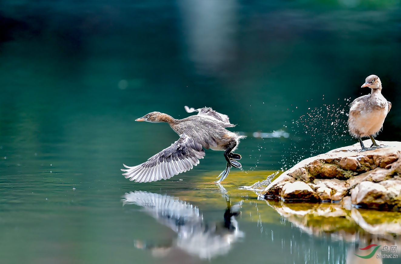 (小鸊鷉)踏水无痕