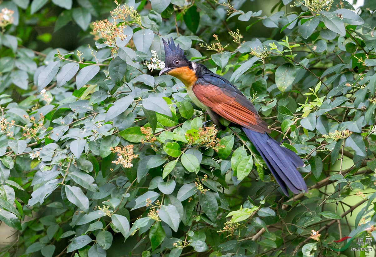红翅凤头鹃
