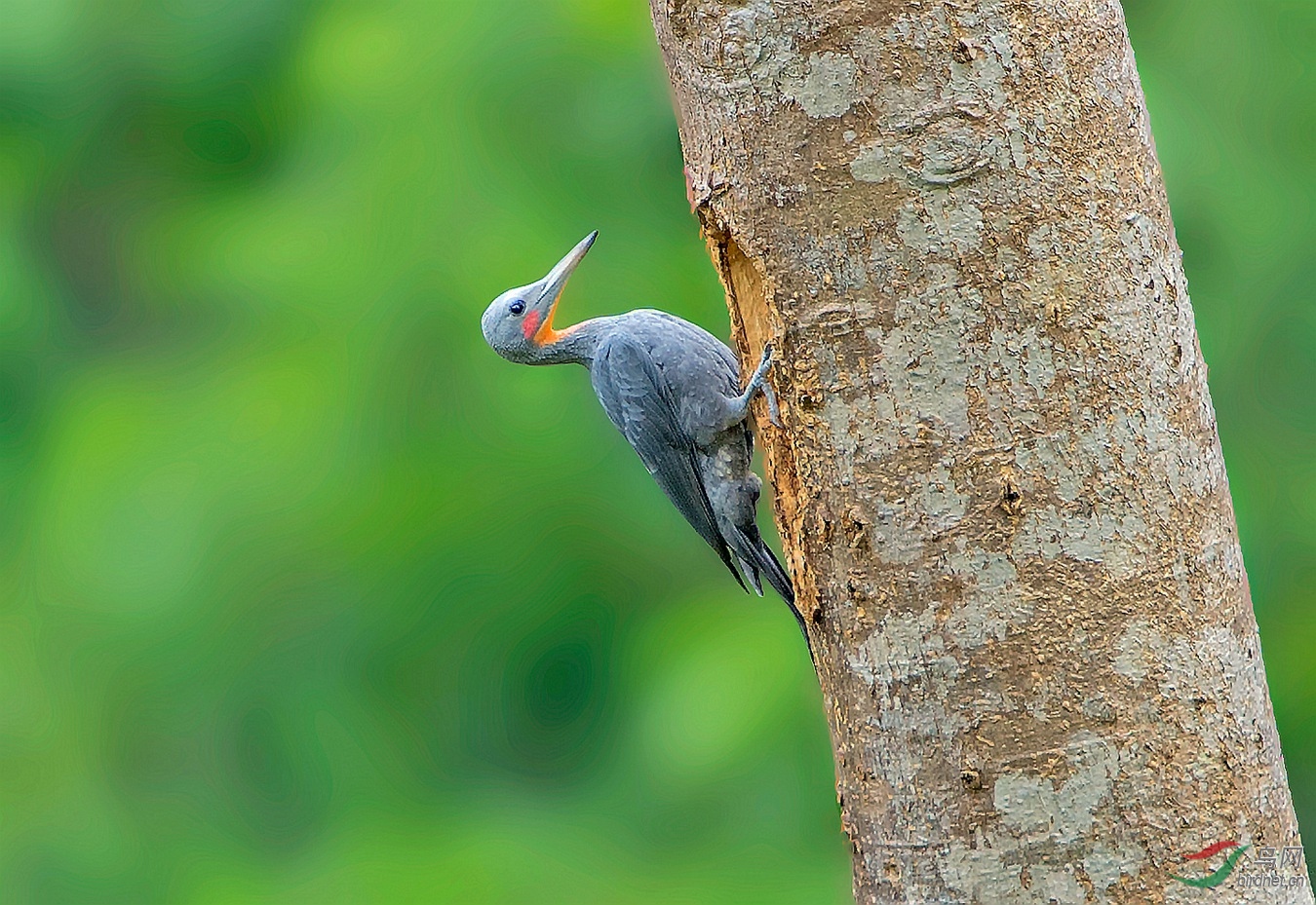 大灰啄木鸟