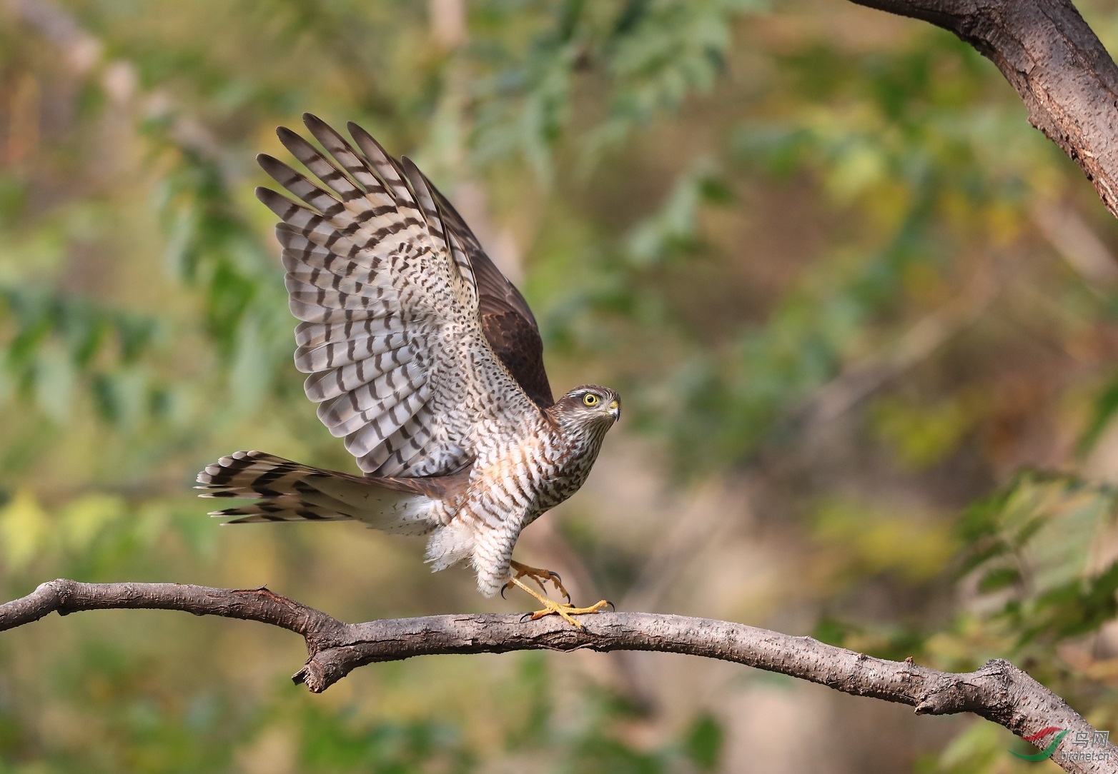 雀鹰雀鹰展翅恭贺荣获首页精华