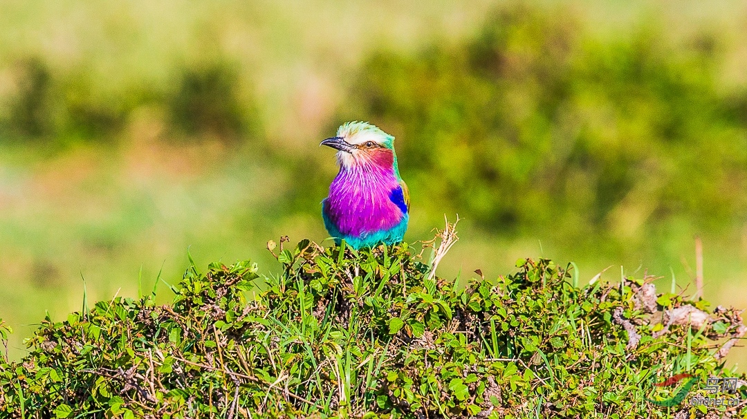 非洲的国鸟——紫胸佛法僧