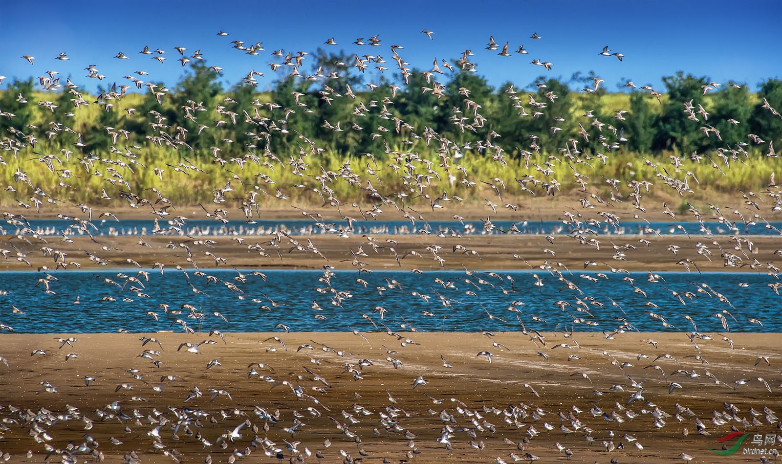 群鸟飞舞生境
