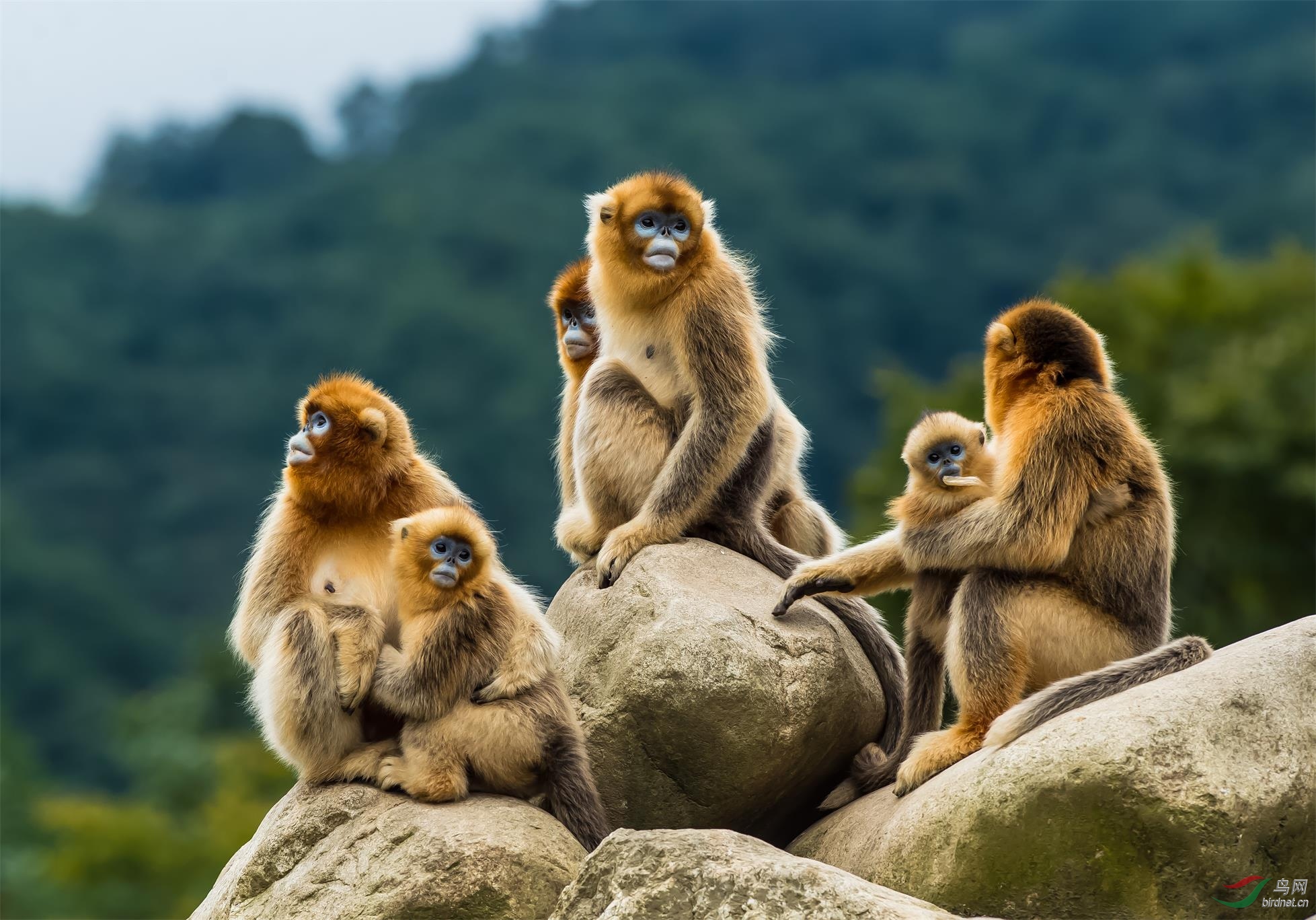 秦岭的金丝猴