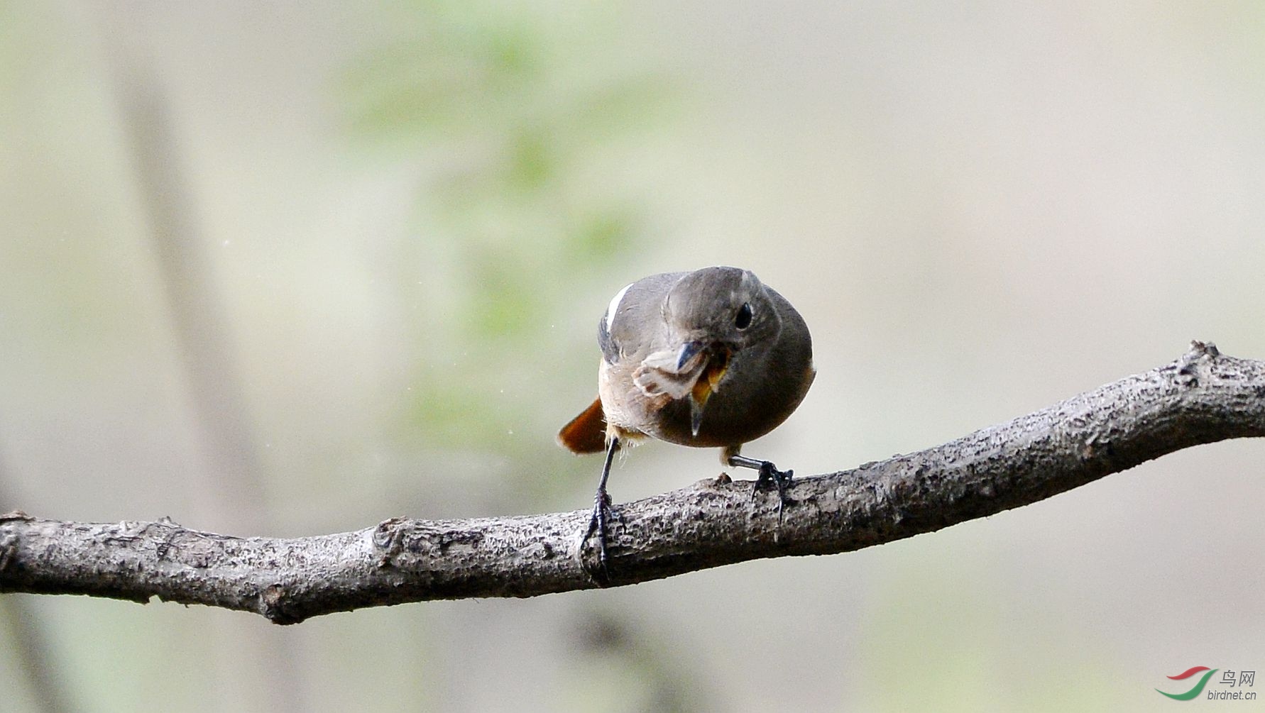 早起的鸟儿大口吃虫