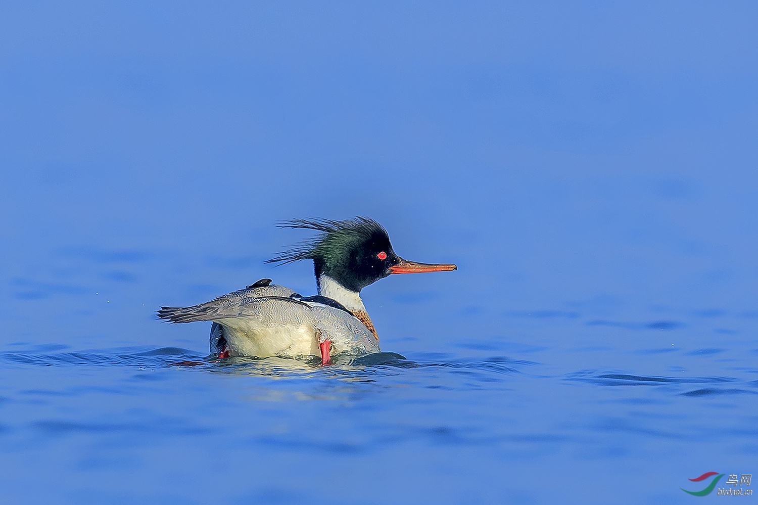 溜之大吉之红胸秋沙鸭