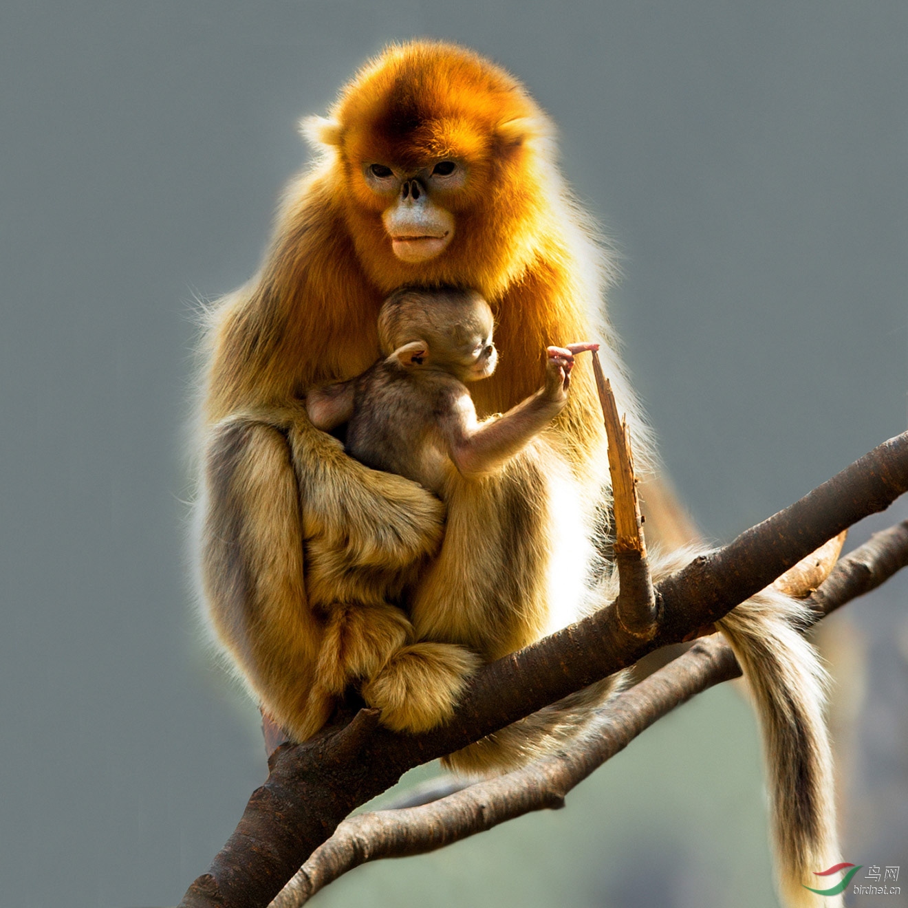 金丝小猴