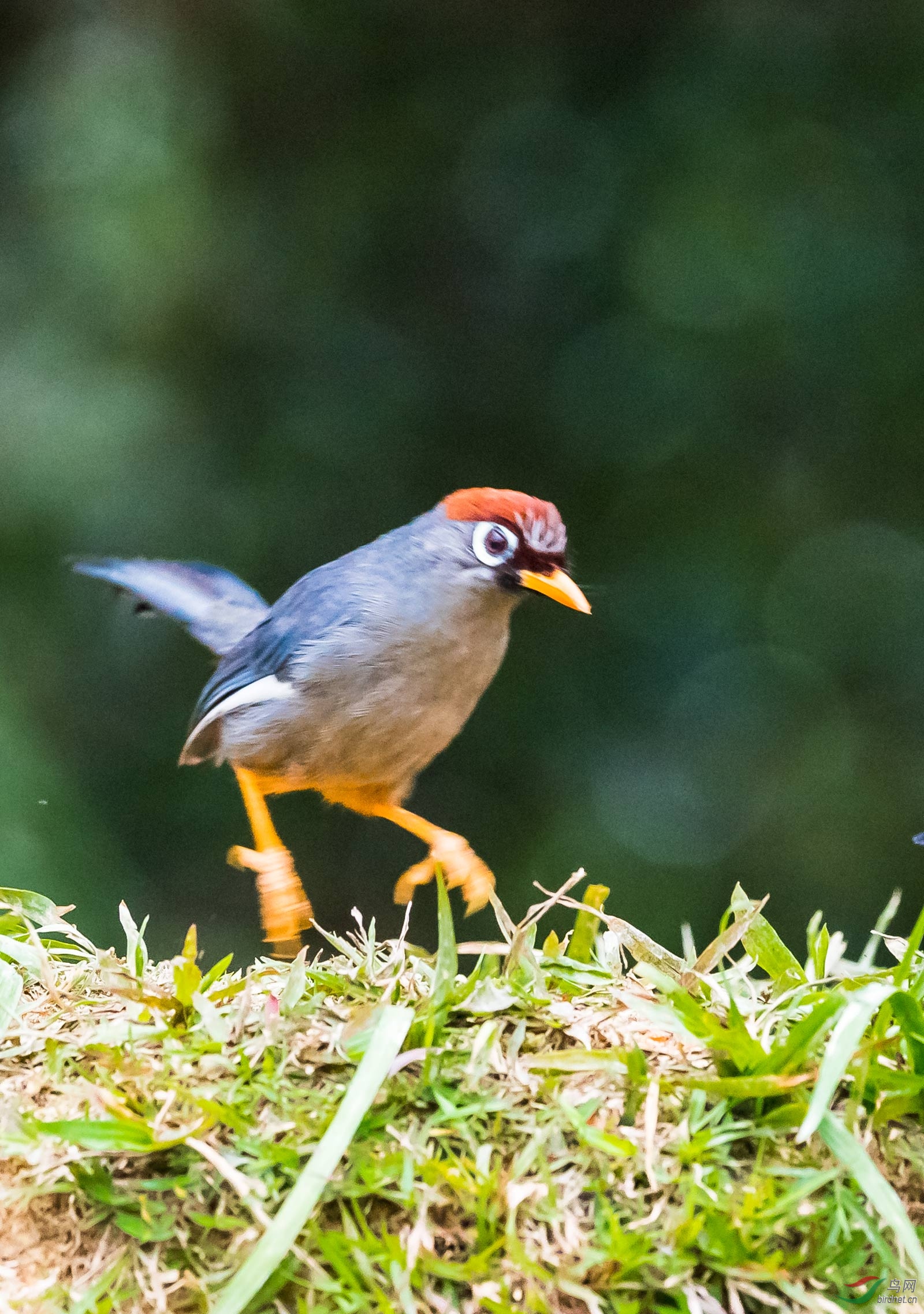 即将着陆的栗头噪鹛