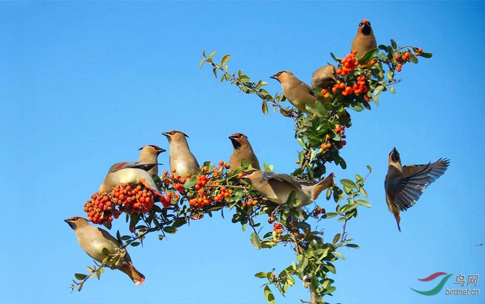 群鸟欢歌喜迎十九大